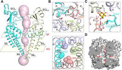 Frontiers | Structural Advances in Voltage-Gated Sodium Channels